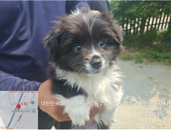 [개] 믹스견 대전-유성-2025-00124 유기동물 배경 이미지 입니다.