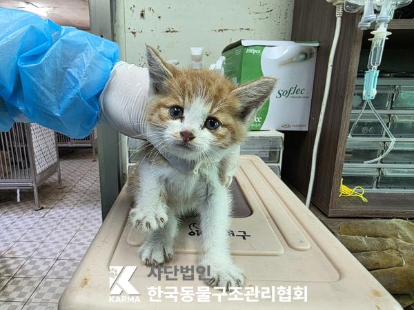 [고양이] 한국 고양이 경기-포천-2025-00482 유기동물 배경 이미지 입니다.