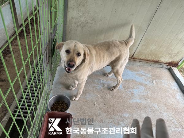 [개] 라브라도 리트리버 경기-파주-2025-00412 유기동물 배경 이미지 입니다.