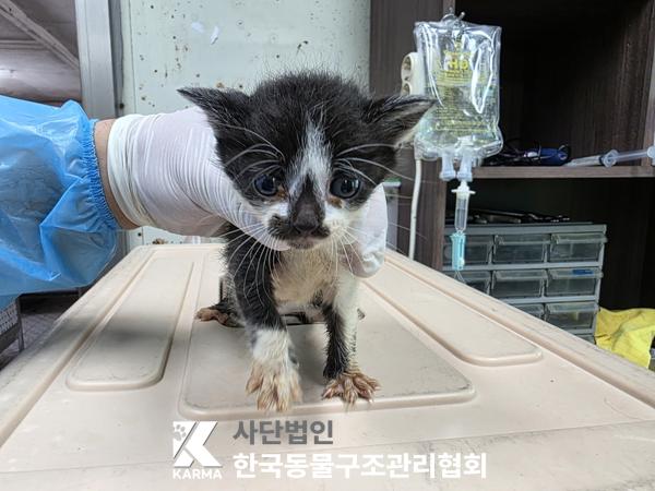 [고양이] 한국 고양이 경기-파주-2025-00407 유기동물 배경 이미지 입니다.