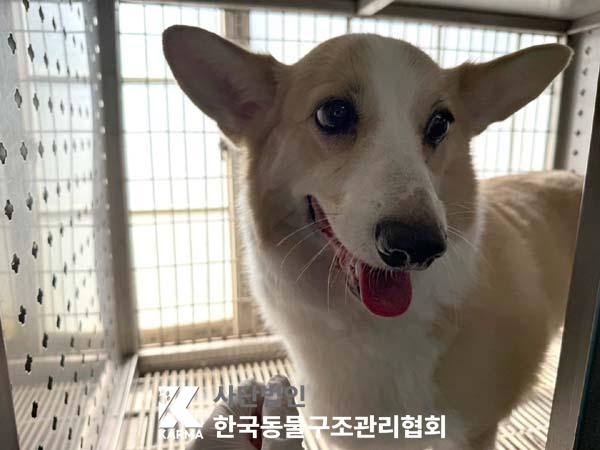 [개] 웰시 코기 펨브로크 서울-강북-2025-00064 유기동물 배경 이미지 입니다.