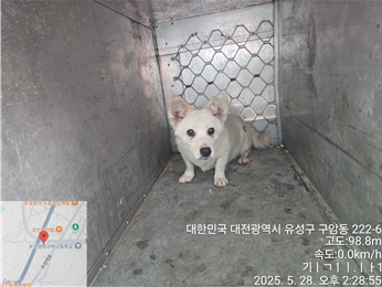 [개] 믹스견 대전-유성-2025-00120 유기동물 배경 이미지 입니다.