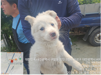 [개] 믹스견 대전-유성-2025-00122 유기동물 배경 이미지 입니다.