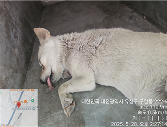 [개] 믹스견 대전-유성-2025-00121 유기동물 배경 이미지 입니다.