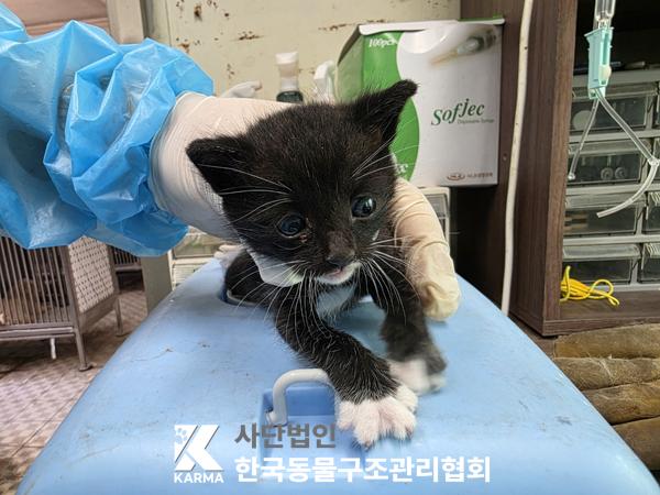 [고양이] 한국 고양이 경기-의정부-2025-00126 유기동물 배경 이미지 입니다.