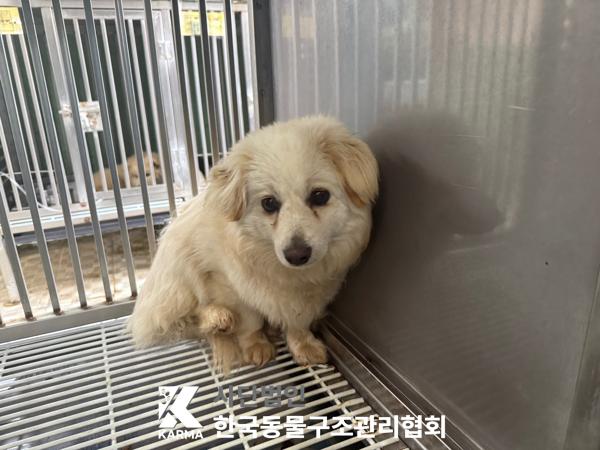 [개] 믹스견 경기-파주-2025-00405 유기동물 배경 이미지 입니다.