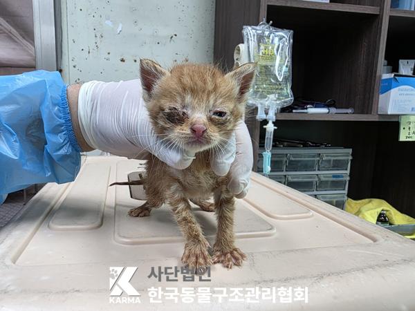[고양이] 한국 고양이 경기-파주-2025-00408 유기동물 배경 이미지 입니다.