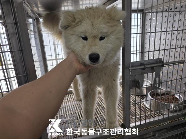 [개] 믹스견 경기-파주-2025-00411 유기동물 배경 이미지 입니다.
