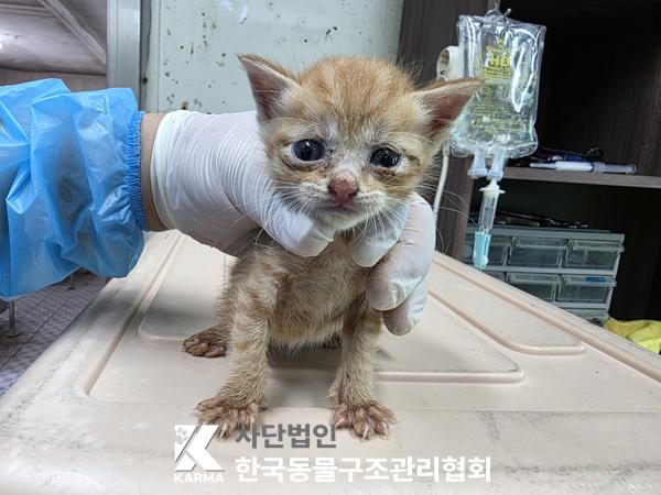 [고양이] 한국 고양이 경기-파주-2025-00410 유기동물 배경 이미지 입니다.