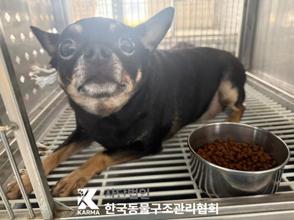 [개] 믹스견 경기-포천-2025-00481 유기동물 배경 이미지 입니다.