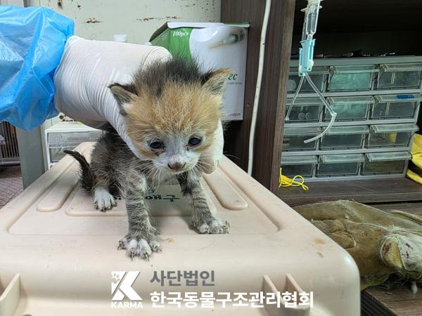 [고양이] 한국 고양이 경기-포천-2025-00483 유기동물 배경 이미지 입니다.