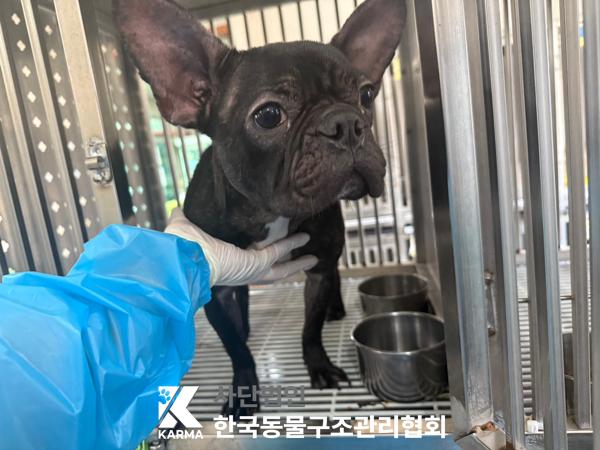 [개] 프렌치 불독 서울-금천-2025-00076 유기동물 배경 이미지 입니다.