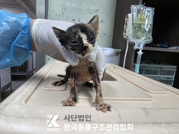 [고양이] 한국 고양이 경기-파주-2025-00406 유기동물 배경 이미지 입니다.