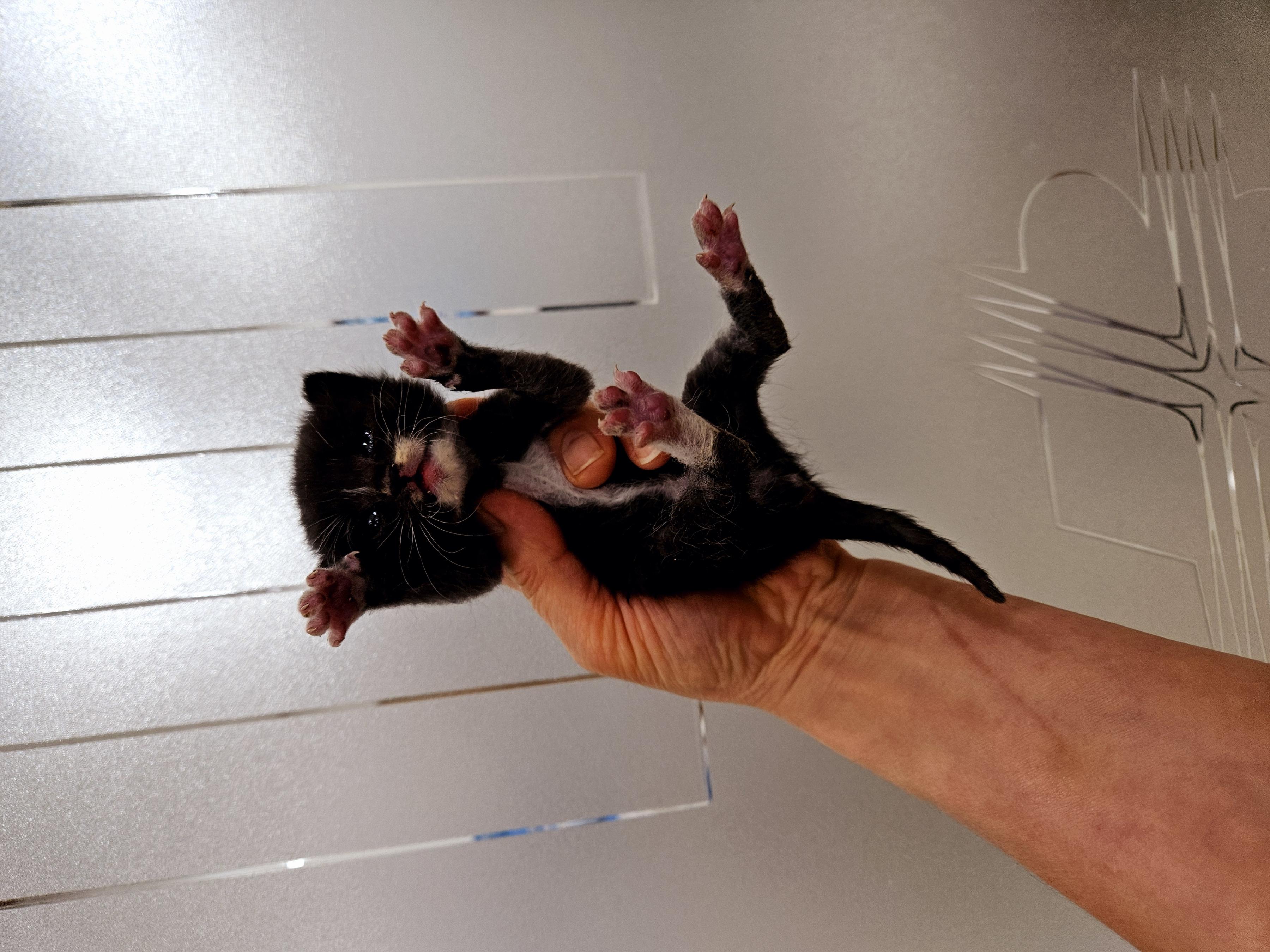 [고양이] 한국 고양이 대구-수성-2025-00247 유기동물 배경 이미지 입니다.