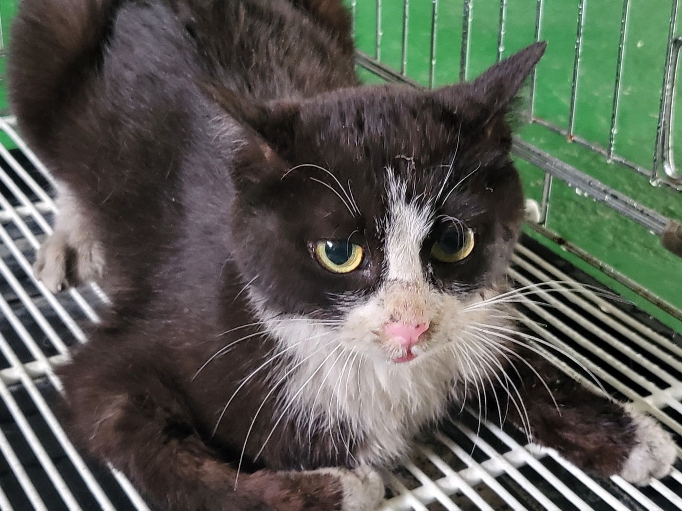 [고양이] 한국 고양이 경기-안산-2025-00364 유기동물 배경 이미지 입니다.