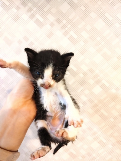 [고양이] 믹스묘 부산-해운대-2025-00153 유기동물 배경 이미지 입니다.