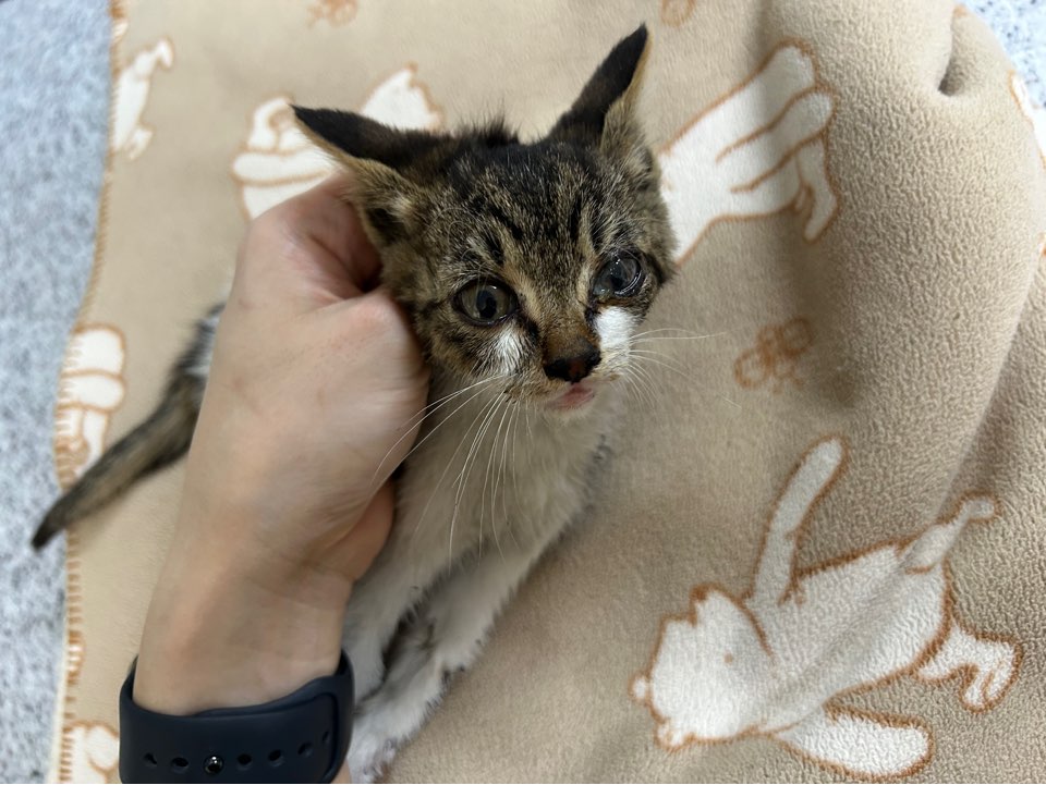 [고양이] 한국 고양이 광주-광산-2025-00204 유기동물 배경 이미지 입니다.