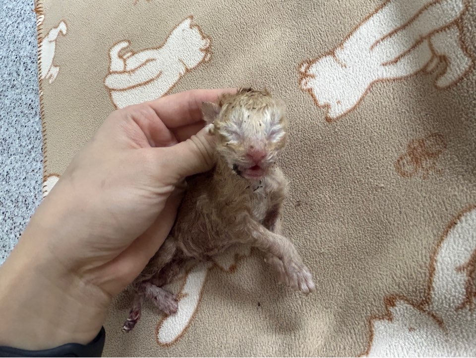 [고양이] 한국 고양이 광주-북구-2025-00214 유기동물 배경 이미지 입니다.