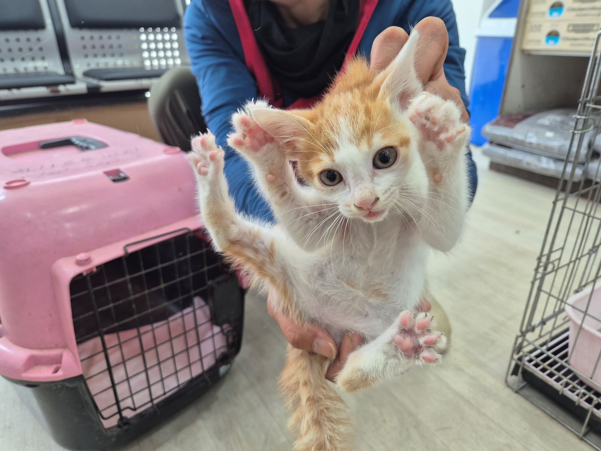 [고양이] 믹스묘 전북-남원-2025-00205 유기동물 배경 이미지 입니다.