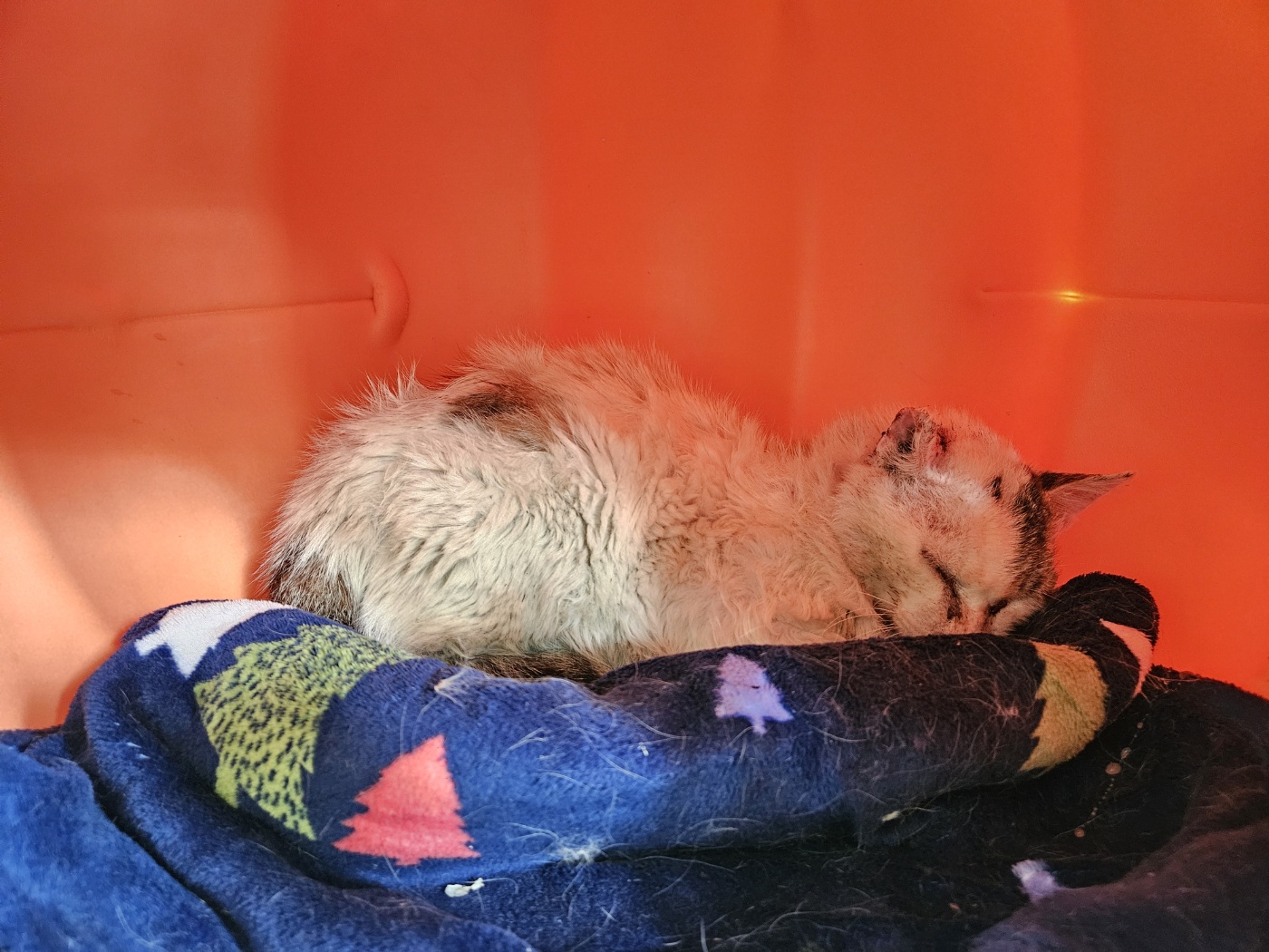 [고양이] 한국 고양이 경북-포항-2025-00415 유기동물 배경 이미지 입니다.