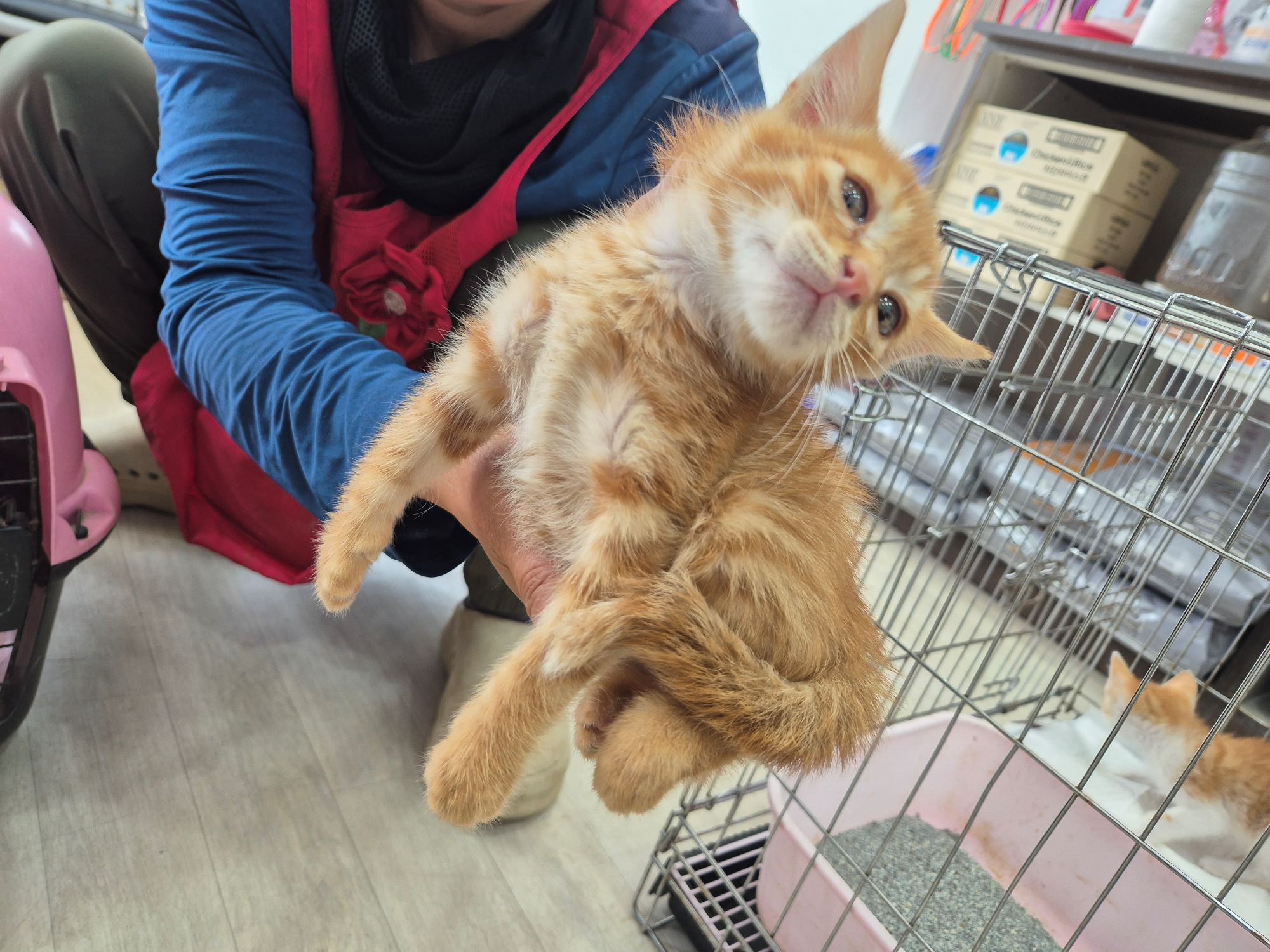 [고양이] 믹스묘 전북-남원-2025-00206 유기동물 배경 이미지 입니다.