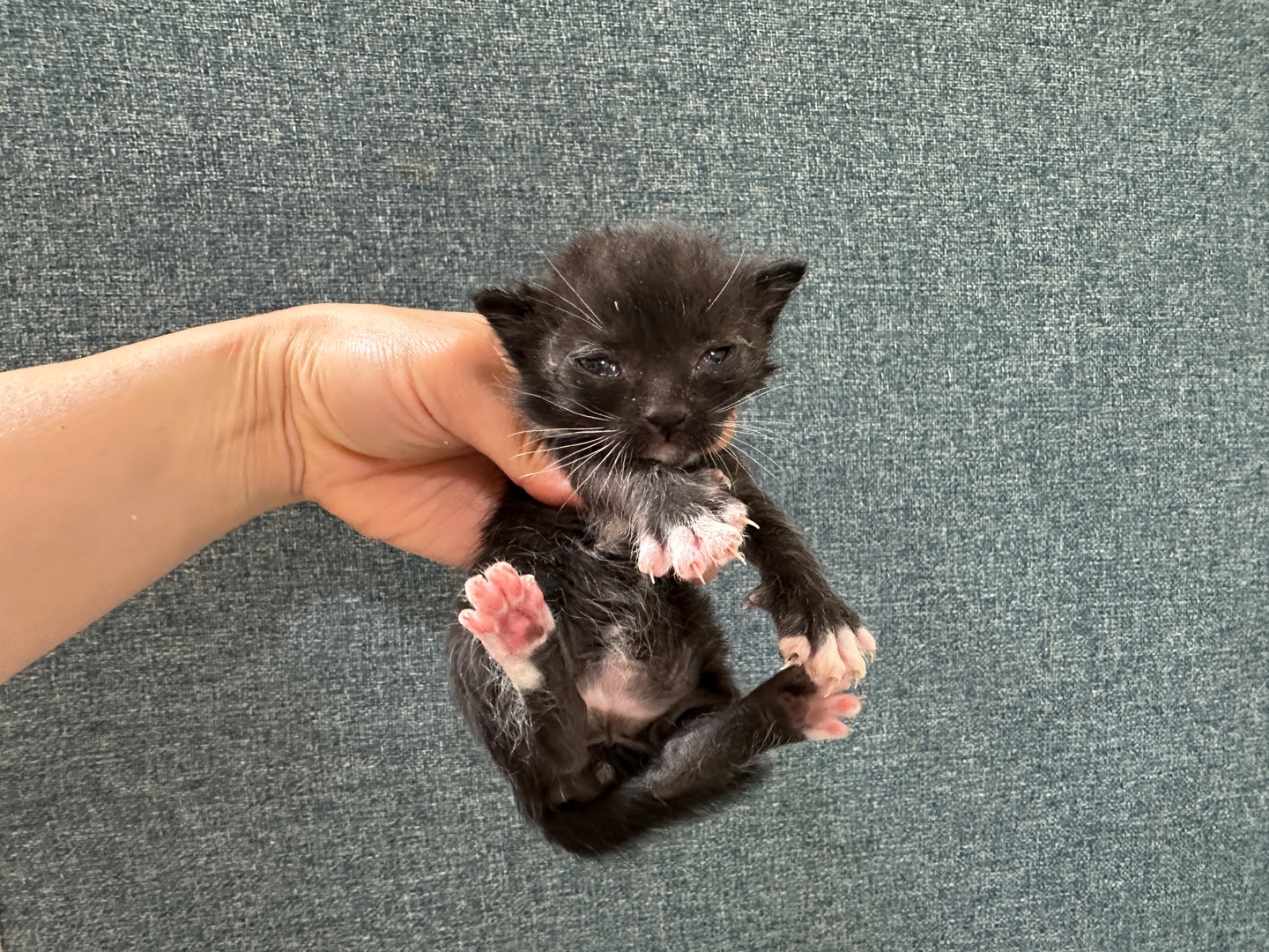 [고양이] 한국 고양이 경기-군포-2025-00085 유기동물 배경 이미지 입니다.