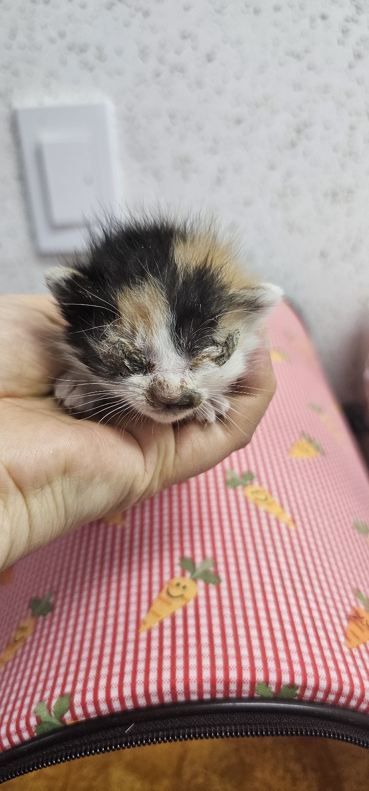 [고양이] 한국 고양이 강원-강릉-2025-00174 유기동물 배경 이미지 입니다.