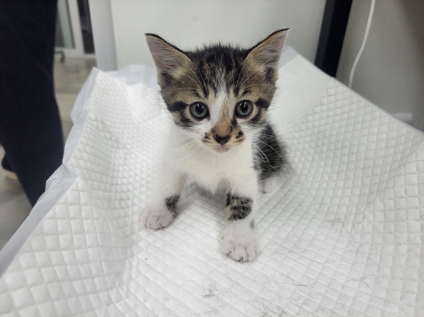 [고양이] 한국 고양이 경기-고양-2025-00377 유기동물 배경 이미지 입니다.