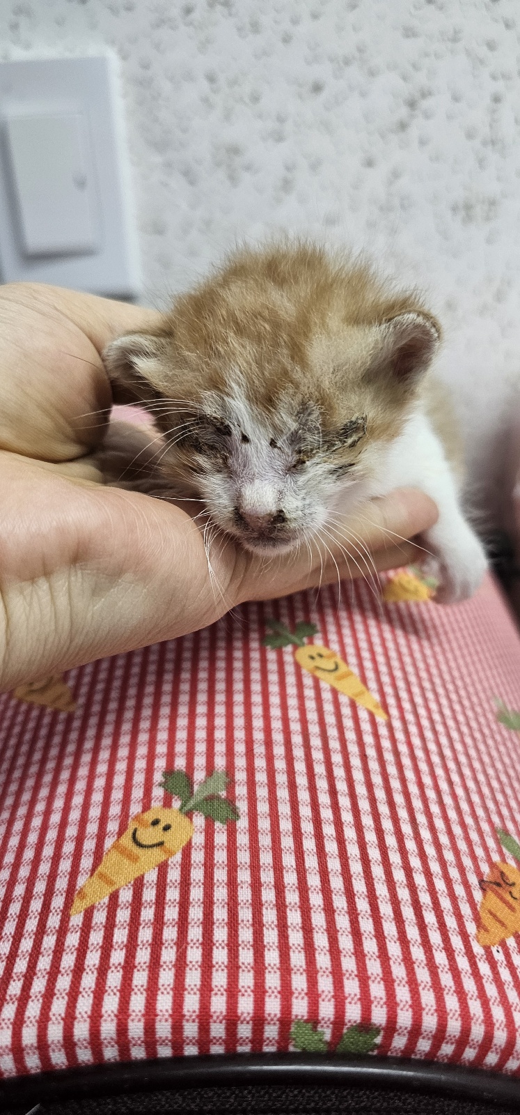 [고양이] 한국 고양이 강원-강릉-2025-00177 유기동물 배경 이미지 입니다.