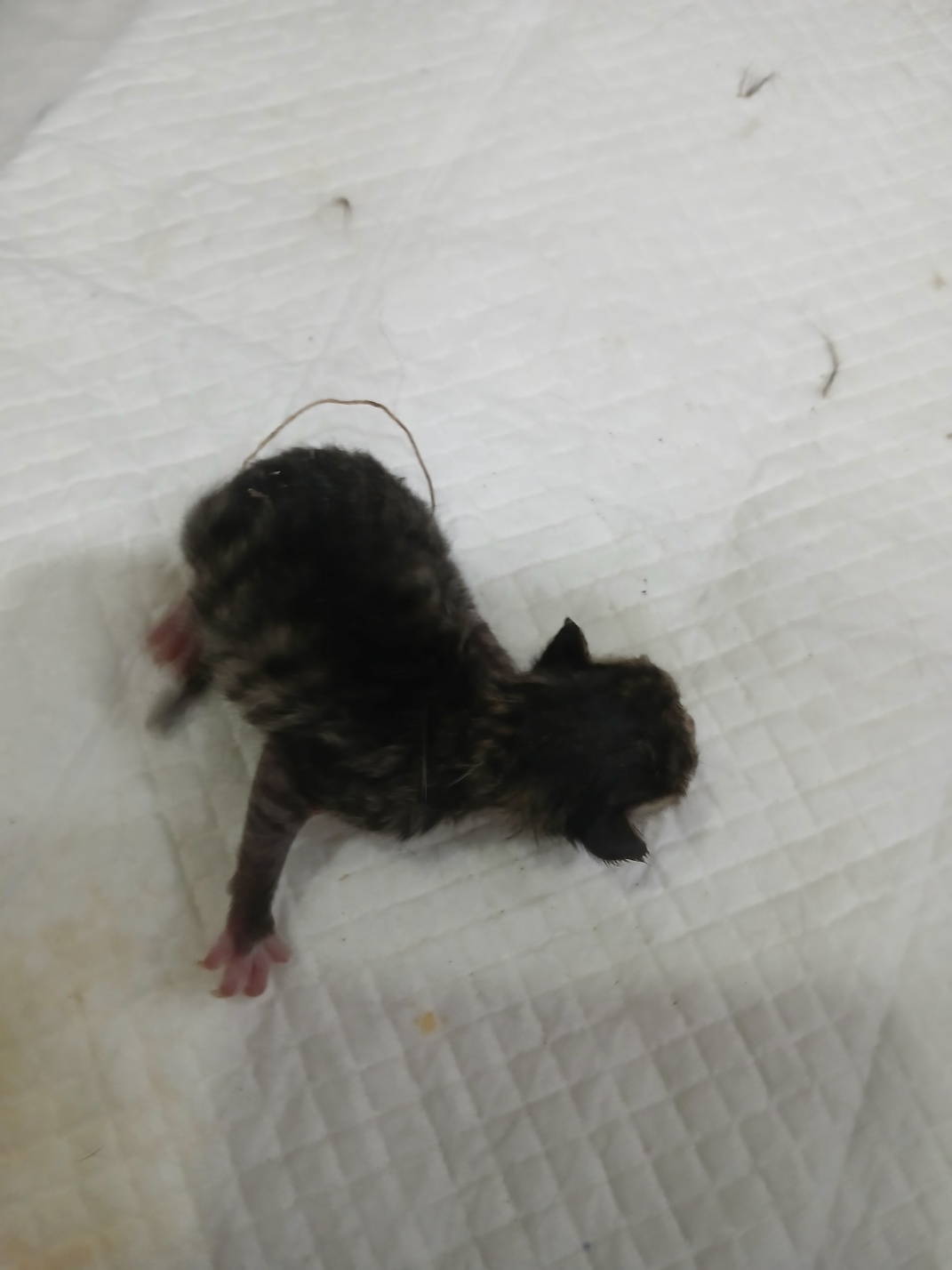 [고양이] 믹스묘 충북-음성-2025-00391 유기동물 배경 이미지 입니다.