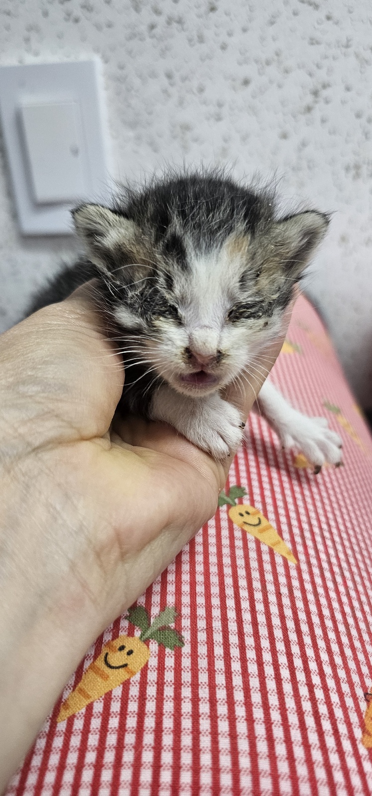 [고양이] 한국 고양이 강원-강릉-2025-00176 유기동물 배경 이미지 입니다.