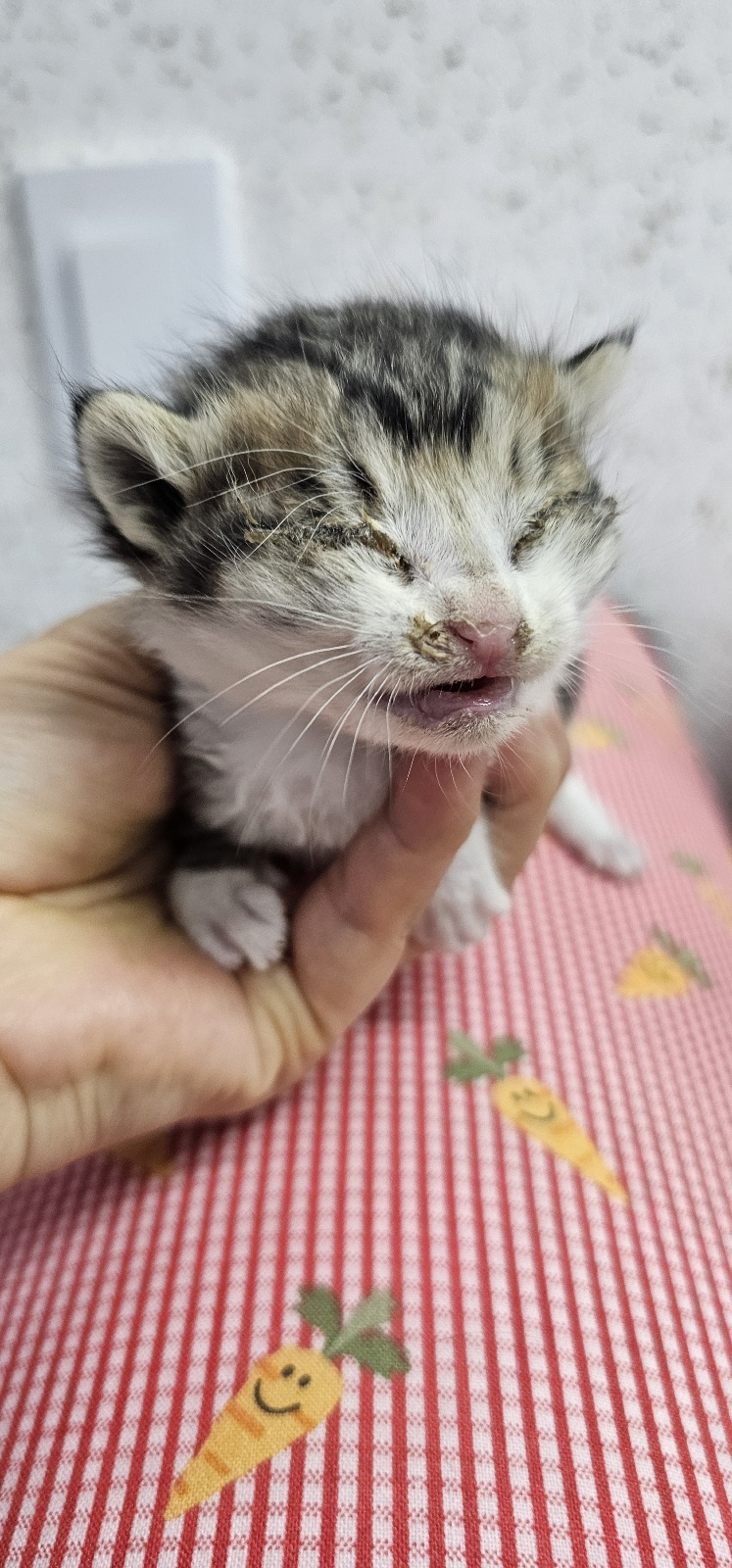[고양이] 한국 고양이 강원-강릉-2025-00175 유기동물 배경 이미지 입니다.