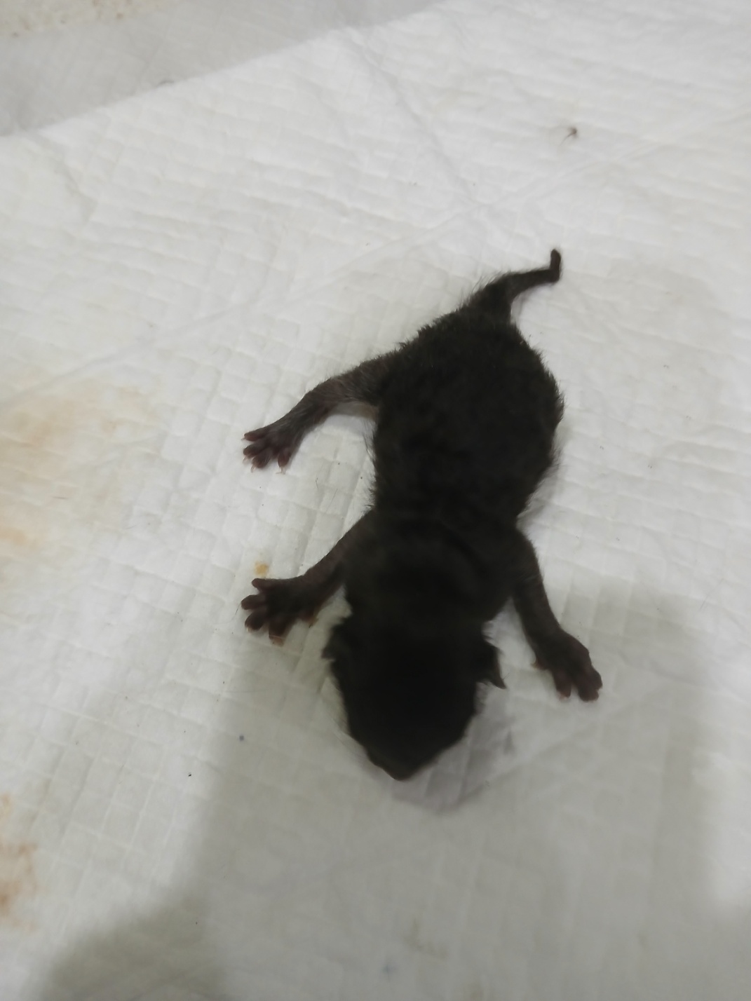 [고양이] 믹스묘 충북-음성-2025-00393 유기동물 배경 이미지 입니다.