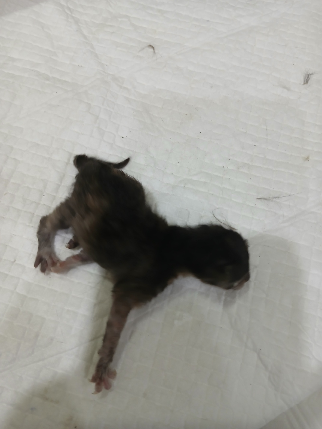 [고양이] 믹스묘 충북-음성-2025-00396 유기동물 배경 이미지 입니다.