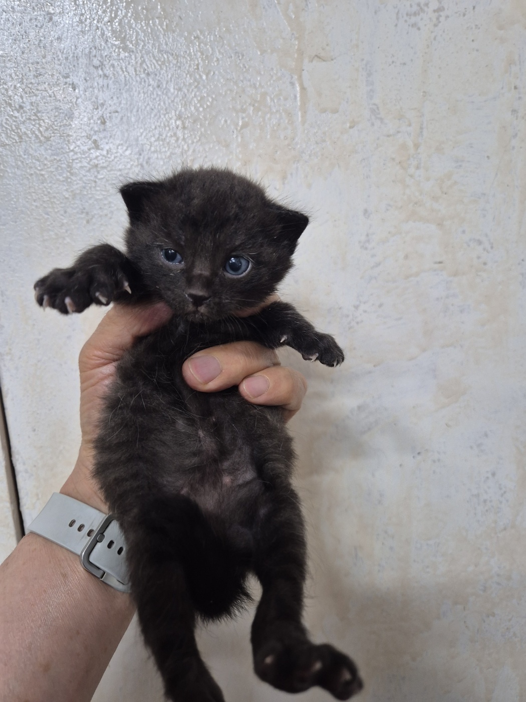 [고양이] 한국 고양이 인천-서구-2025-00388 유기동물 배경 이미지 입니다.