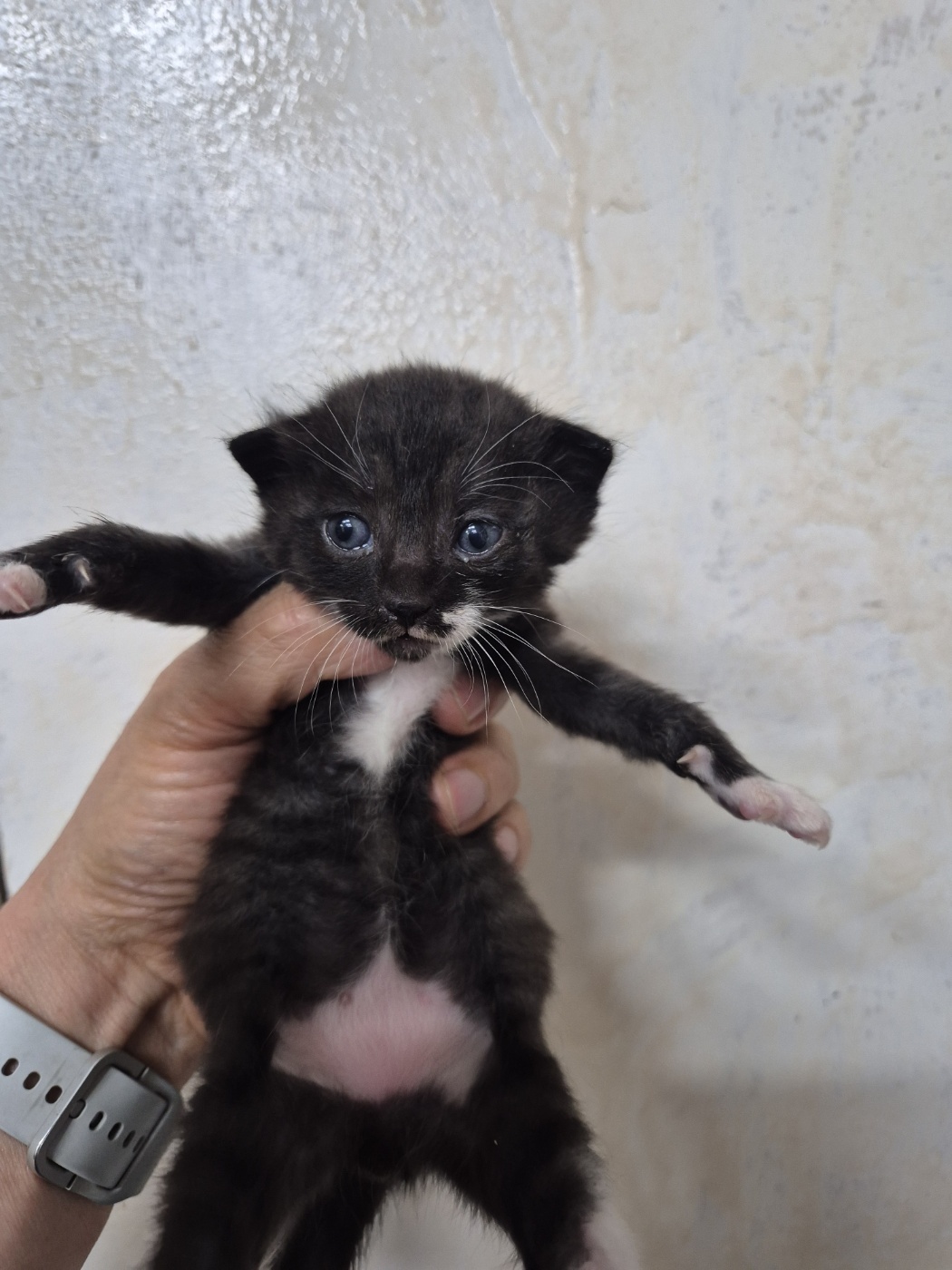 [고양이] 한국 고양이 인천-서구-2025-00389 유기동물 배경 이미지 입니다.