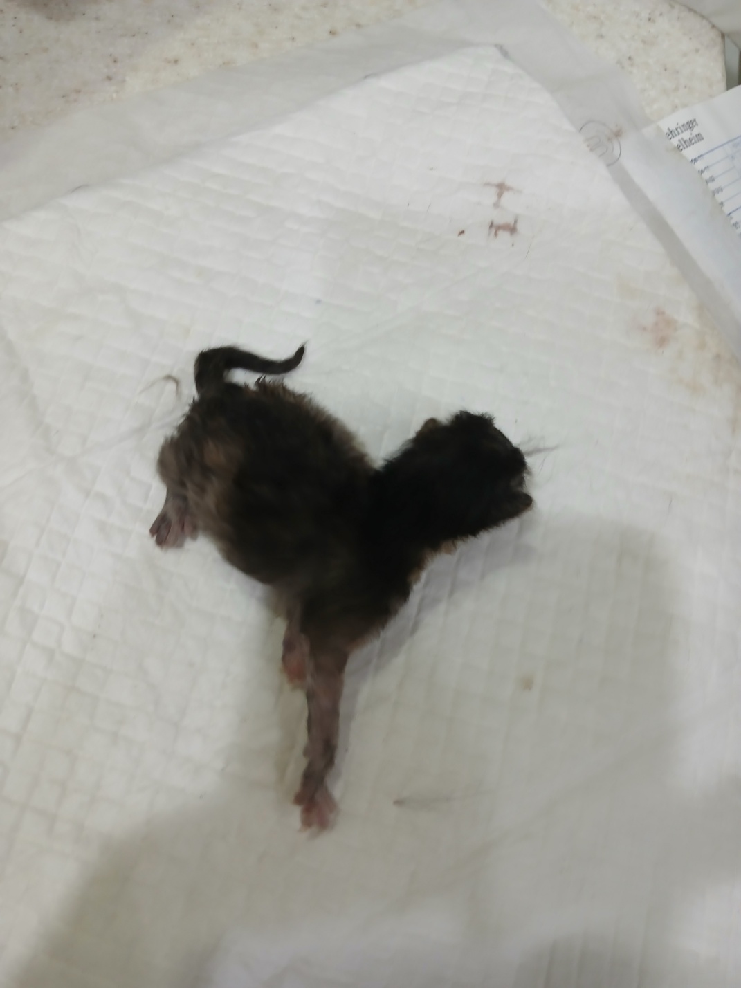 [고양이] 믹스묘 충북-음성-2025-00395 유기동물 배경 이미지 입니다.