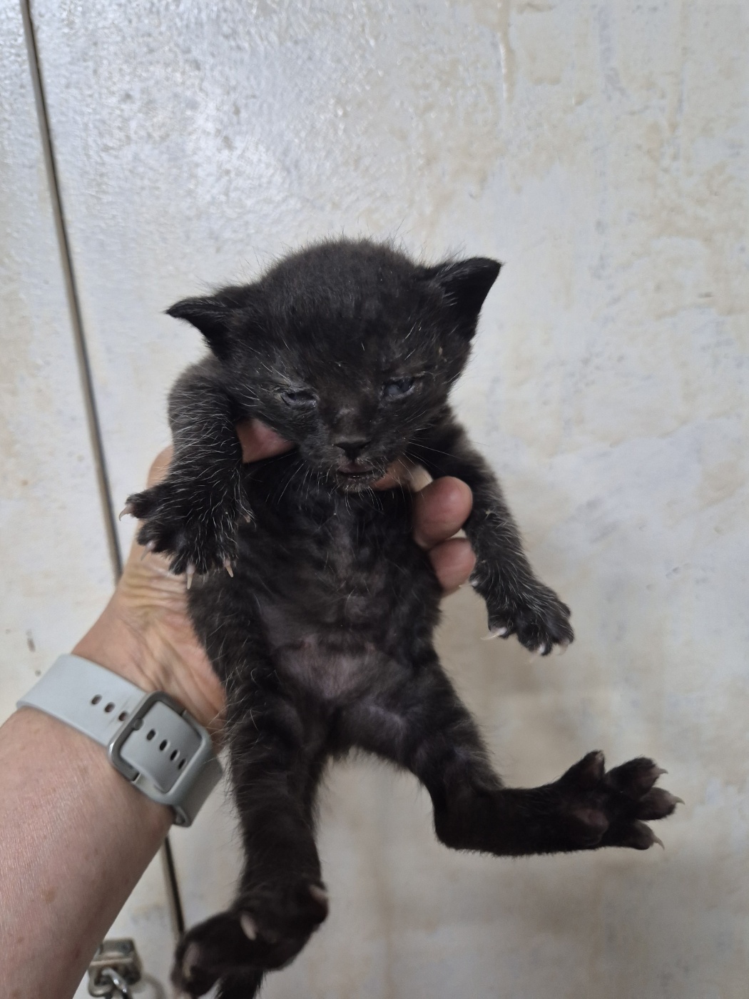 [고양이] 한국 고양이 인천-서구-2025-00387 유기동물 배경 이미지 입니다.