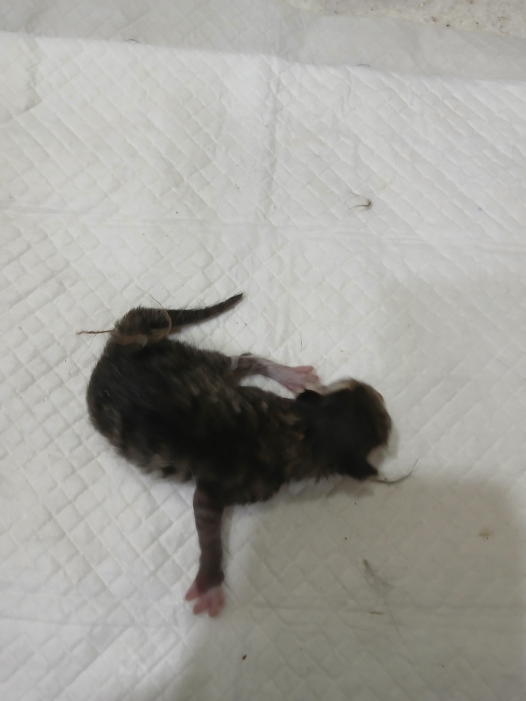 [고양이] 믹스묘 충북-음성-2025-00392 유기동물 배경 이미지 입니다.