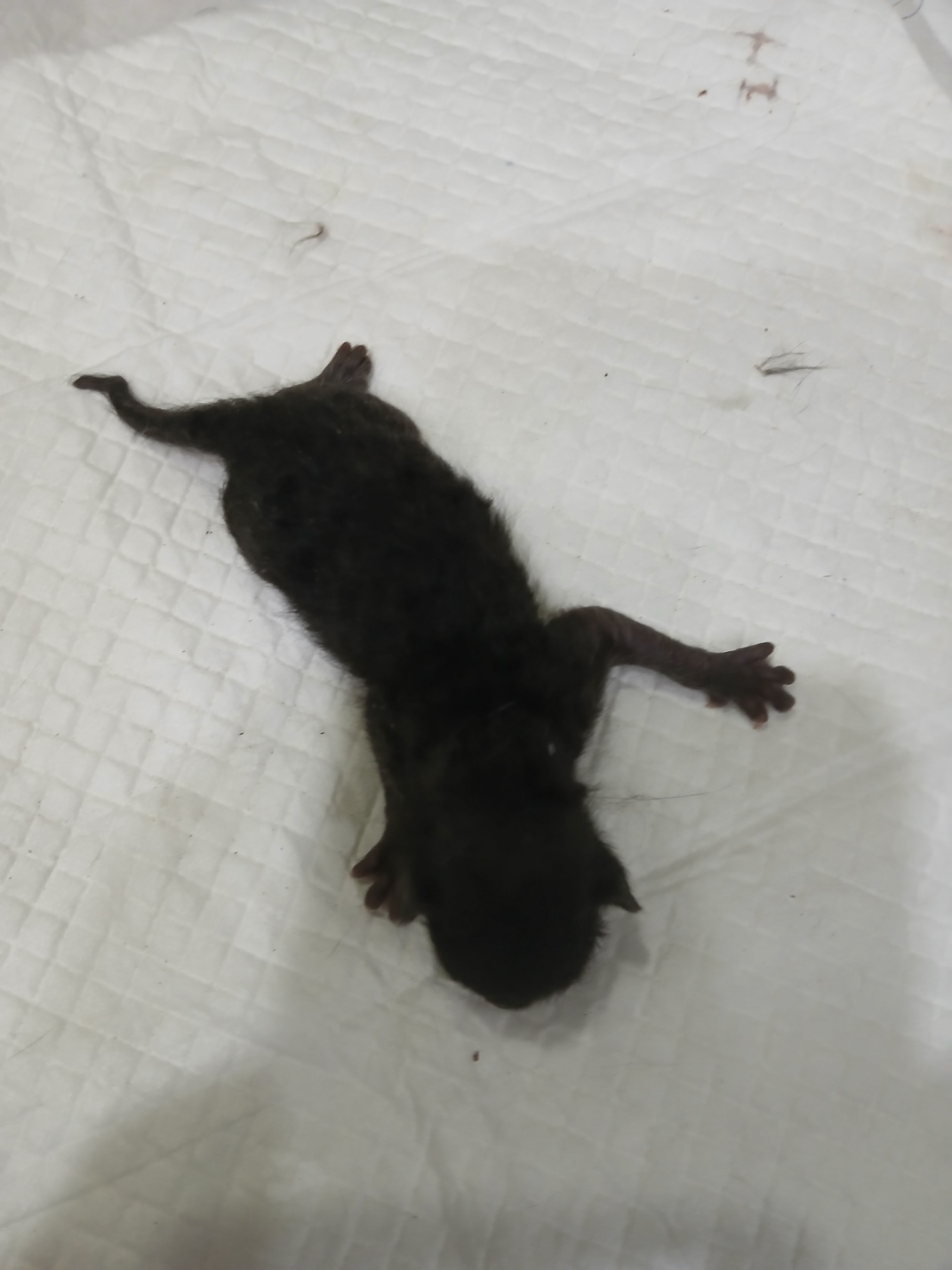 [고양이] 믹스묘 충북-음성-2025-00394 유기동물 배경 이미지 입니다.