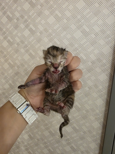 [고양이] 믹스묘 부산-기장-2025-00119 유기동물 배경 이미지 입니다.