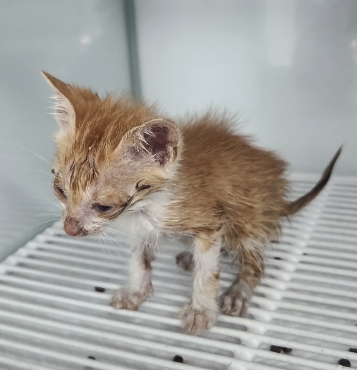 [고양이] 한국 고양이 세종-세종-2025-00183 유기동물 배경 이미지 입니다.
