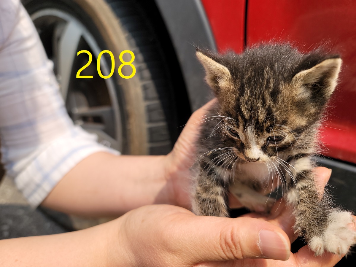 [고양이] 한국 고양이 인천-계양-2025-00211 유기동물 배경 이미지 입니다.