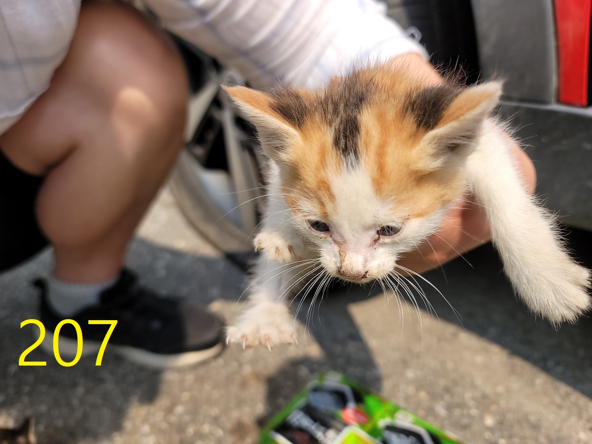 [고양이] 한국 고양이 인천-계양-2025-00212 유기동물 배경 이미지 입니다.