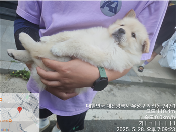 [개] 믹스견 대전-유성-2025-00125 유기동물 배경 이미지 입니다.