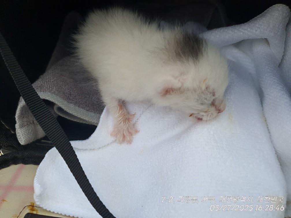 [고양이] 한국 고양이 대전-서구-2025-00158 유기동물 배경 이미지 입니다.