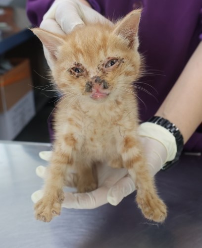 [고양이] 한국 고양이 제주-제주-2025-01290 유기동물 배경 이미지 입니다.