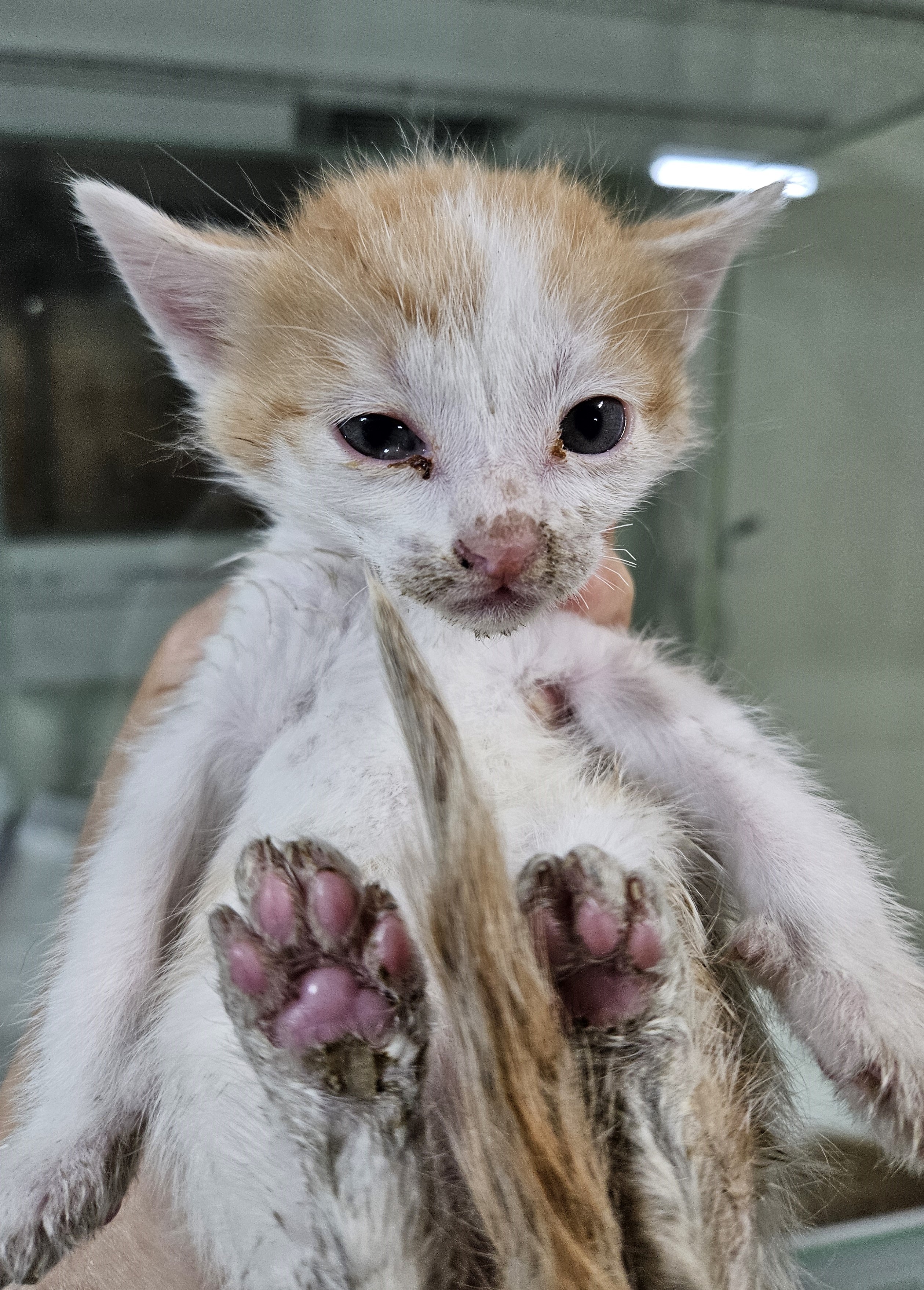 [고양이] 한국 고양이 대구-북구-2025-00122 유기동물 배경 이미지 입니다.
