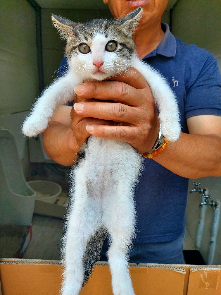 [고양이] 믹스묘 충남-금산-2025-00108 유기동물 배경 이미지 입니다.