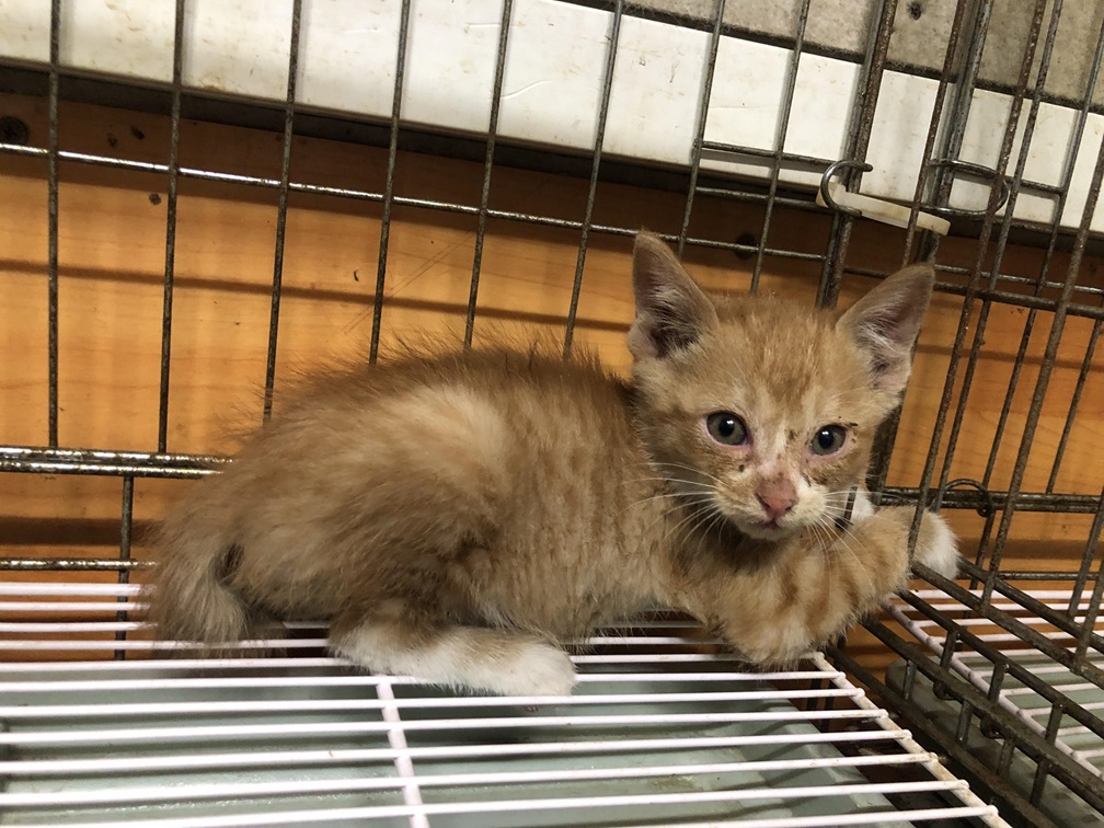 [고양이] 한국 고양이 부산-연제-2025-00082 유기동물 배경 이미지 입니다.